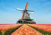 Chiêm ngưỡng vẻ đẹp lãng mạn của vườn hoa Keukenhof khi du lịch Hà Lan